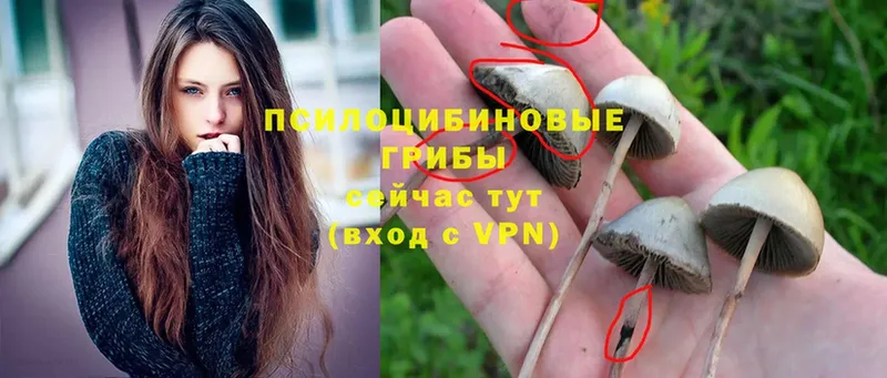 сайты даркнета официальный сайт  Арсеньев  Псилоцибиновые грибы Psilocybe 